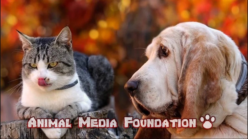 Thanksgiving tips for dog owners