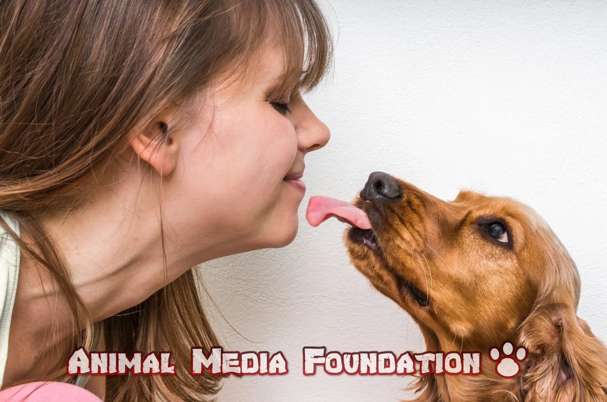 Why does my dog lick the couch?