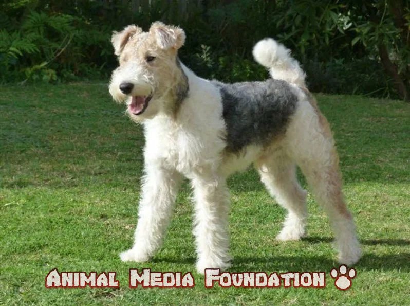 wire fox terrier puppy