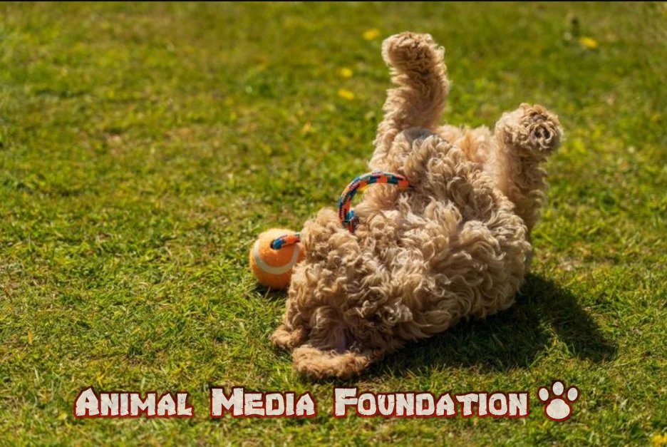 How to teach a dog to play dead?