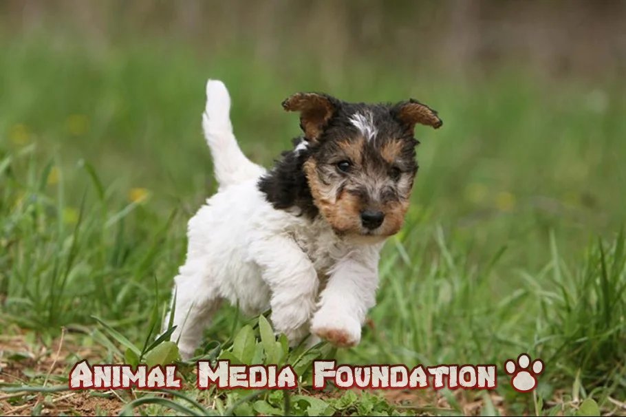 wire fox terrier puppy