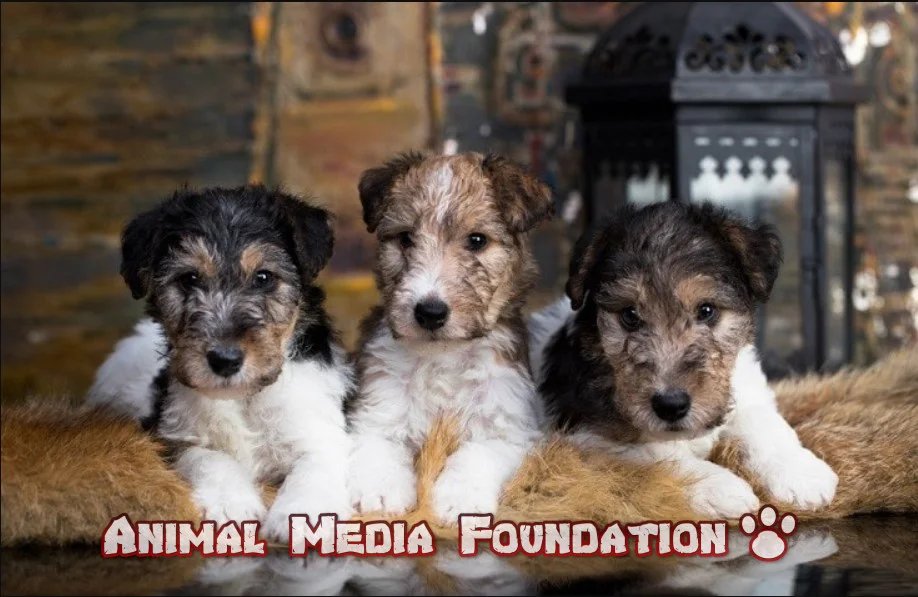 How much does each wire fox terrier puppy cost?