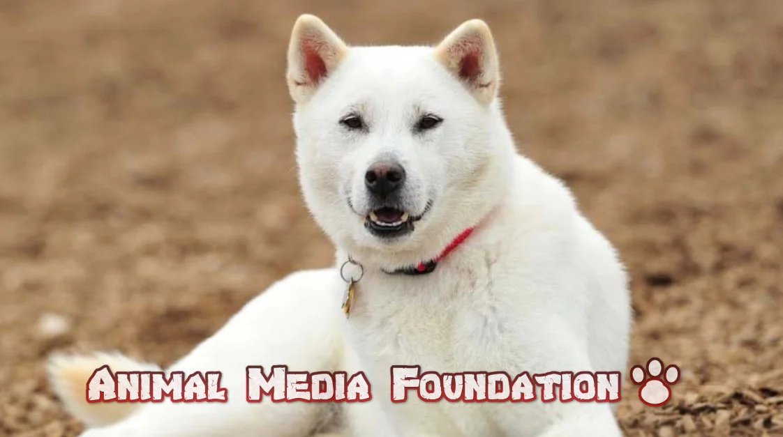 What are the defining characteristics of a Kishu Ken?