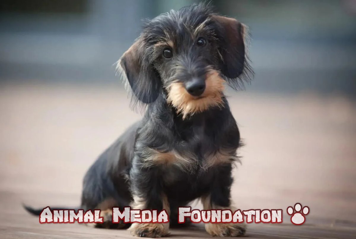 Is the wire-haired dachshund puppy being pampered?