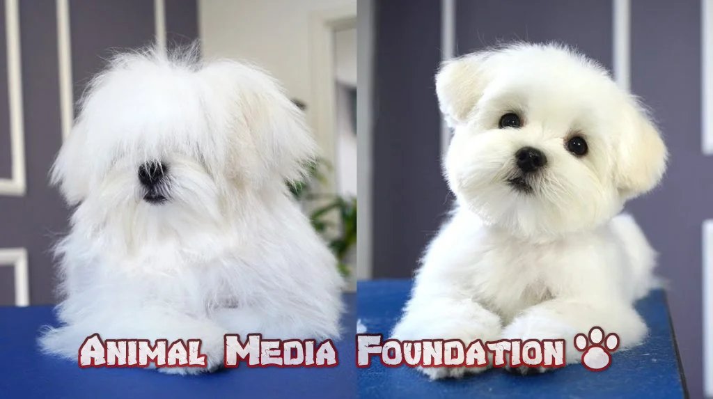 Maltese puppy cut