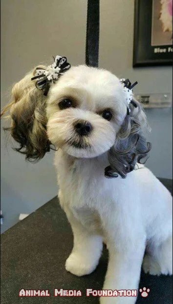 Maltese puppy cut