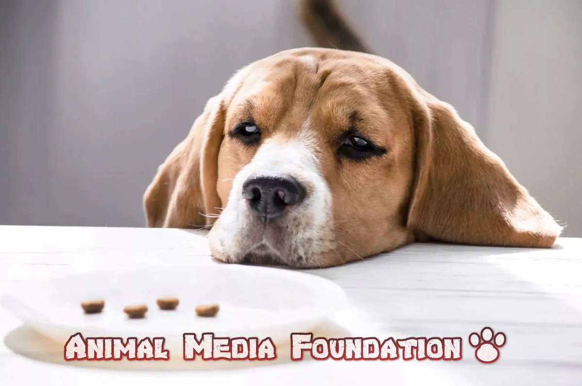 What is wrong with an 8-week-old puppy that won't eat?