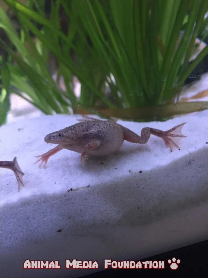 African dwarf frog dropsy