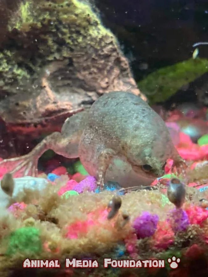 African dwarf frog dropsy