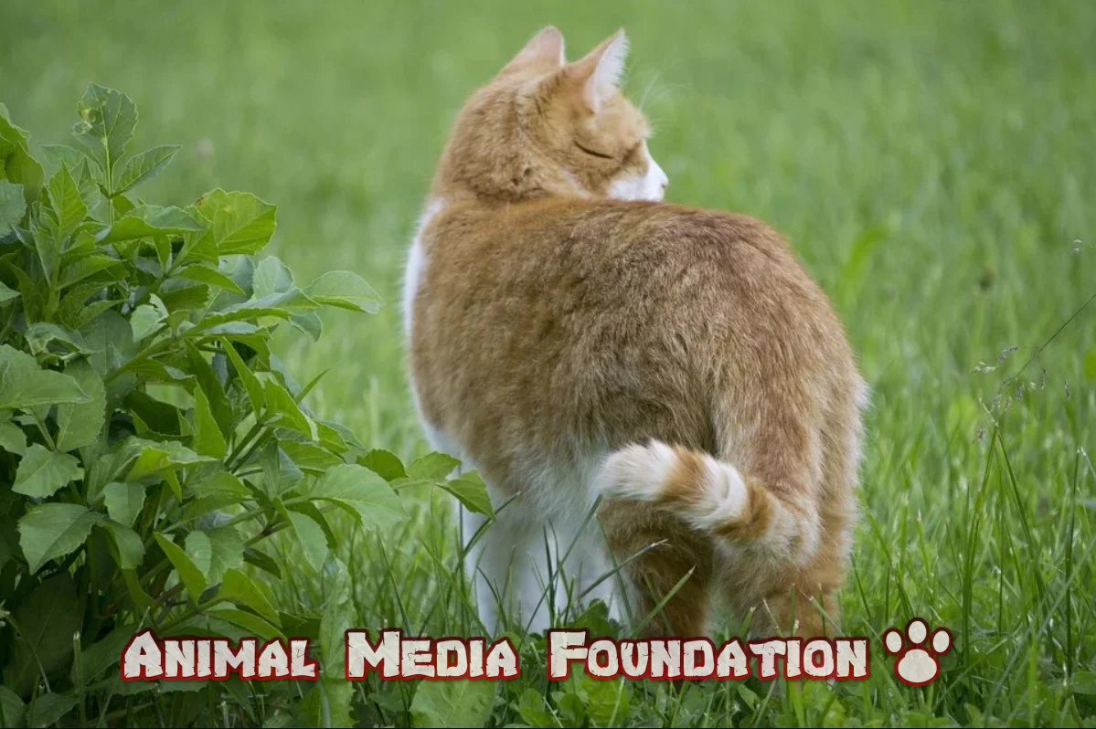 What does the back of the cat look like?