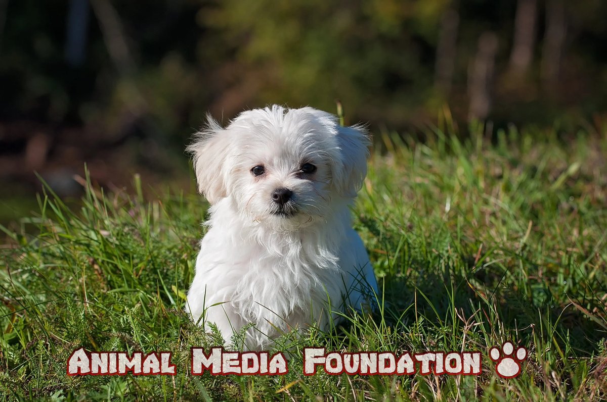 Is the Maltese puppy cut a popular choice?