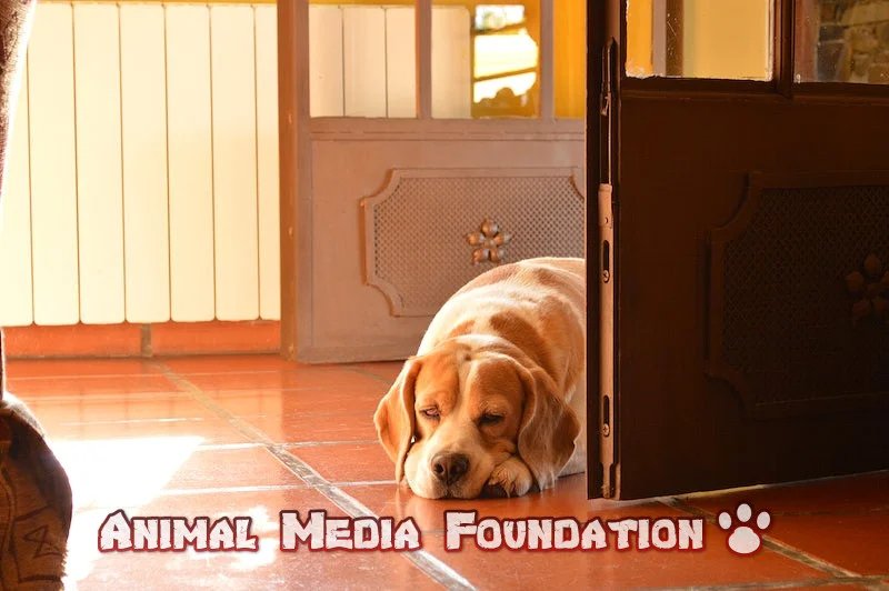 Do the sin city dogs live in a hobby kennel?