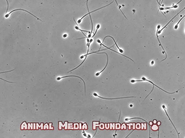 Dog sperm: The Basics