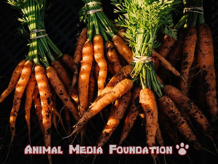 Dark Side of Carrots