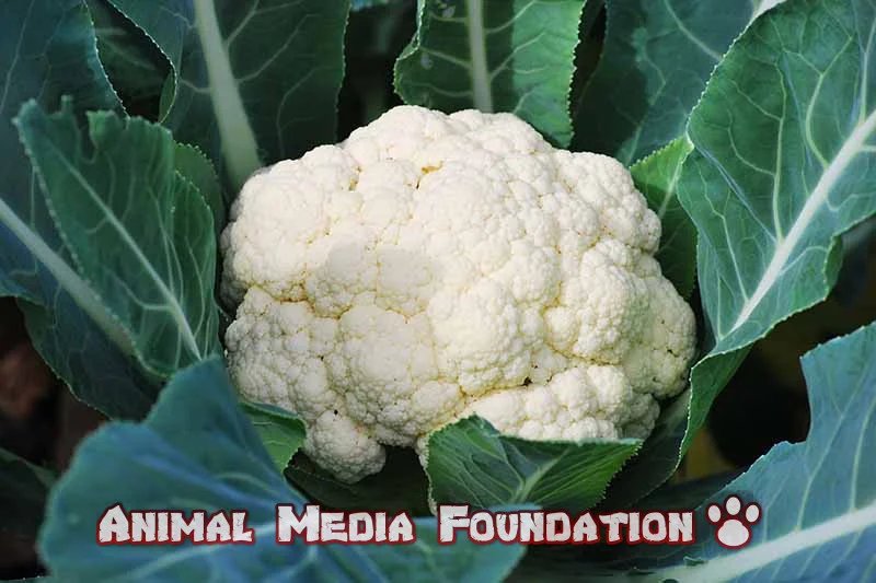 Dark Side of Cauliflower