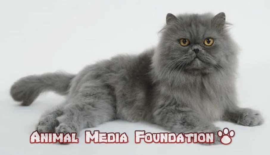 What is the Blue Persian Kitten doing?