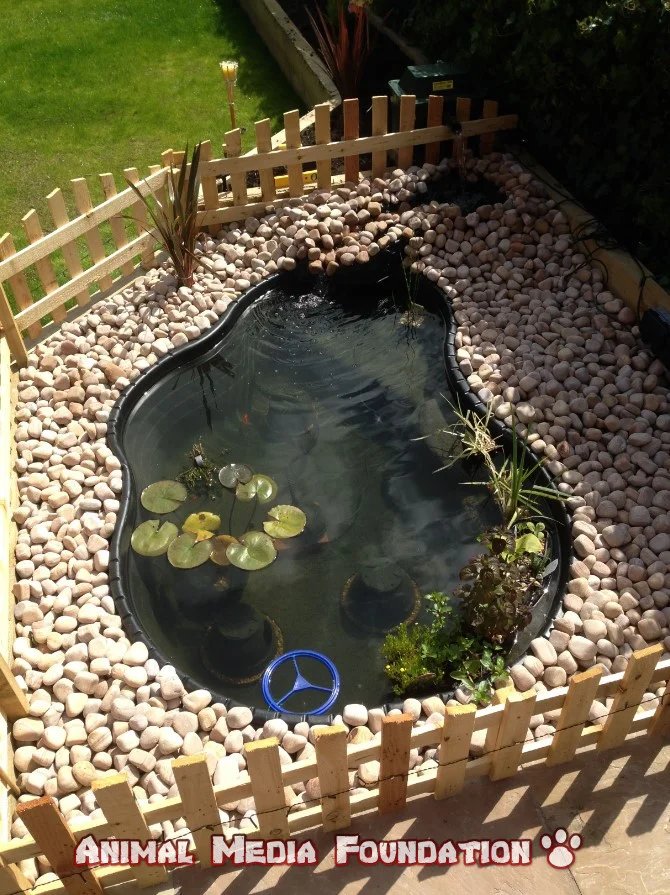 box turtle habitat outdoors