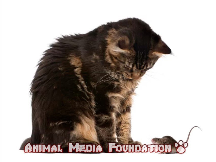 What’s Your Favorite Cat Breed?