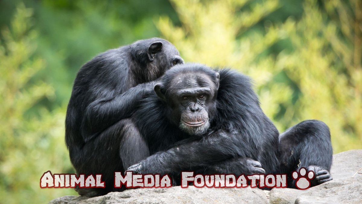 Are Bonobos Cuckold or Jealous?