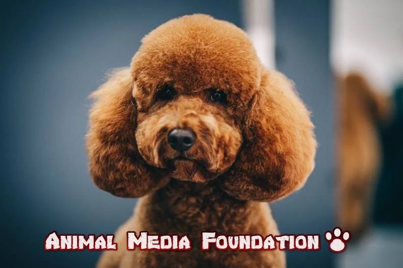 The Appeal of Teddy Bear Dogs: Characteristics and Popularity