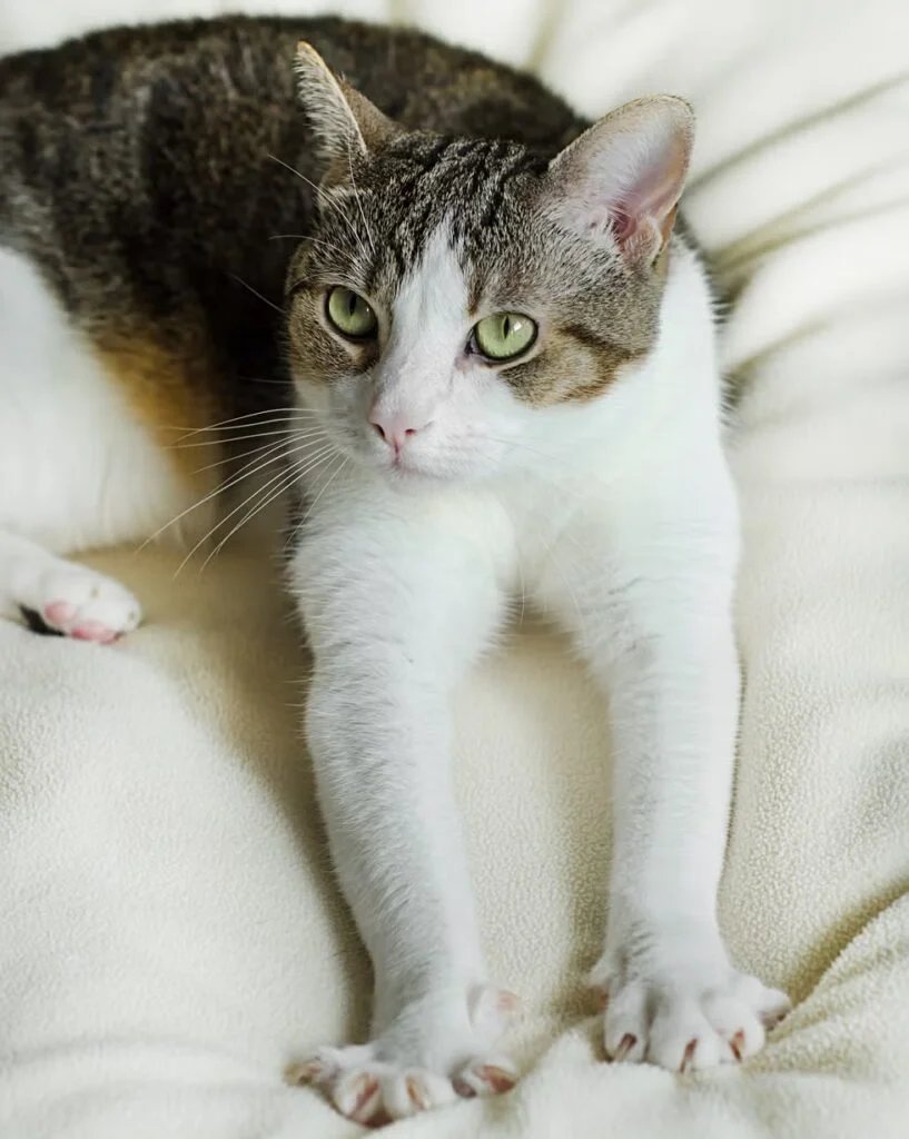 Why Do Cats Make Biscuits