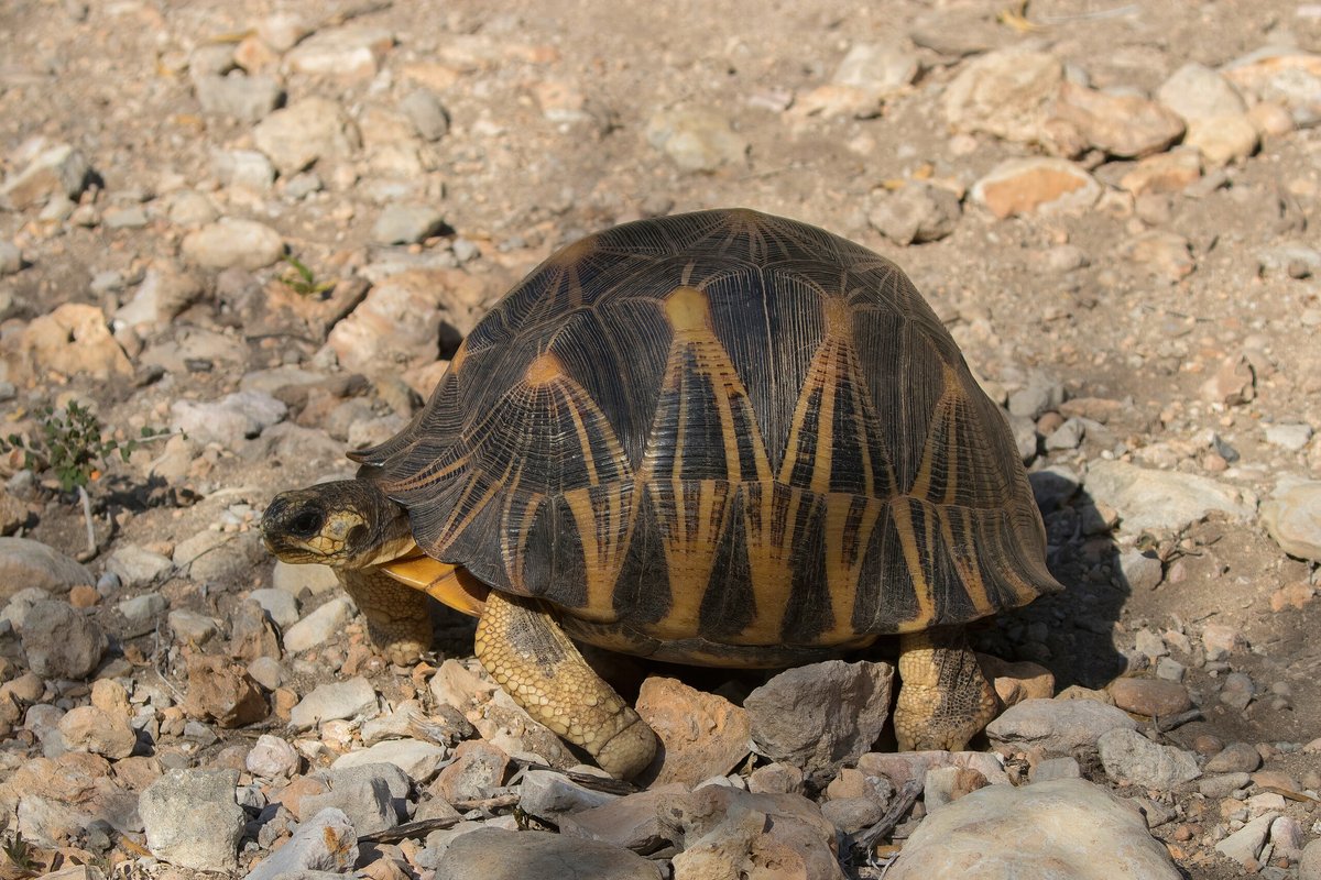 radiated tortoise for sale
