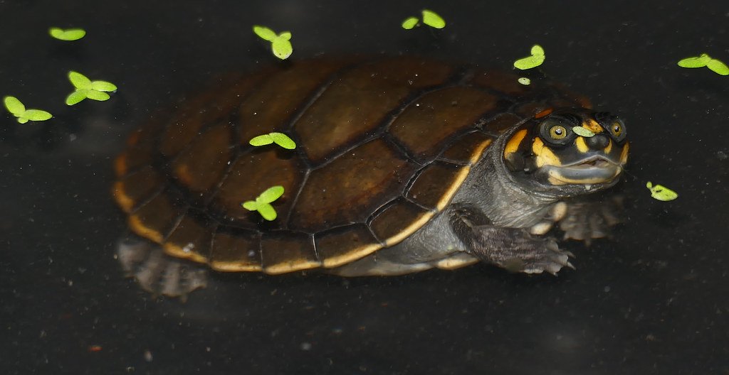 yellow-spotted amazon river turtle baby