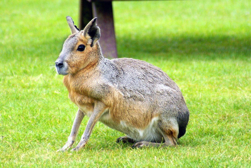 patagonian mara pet