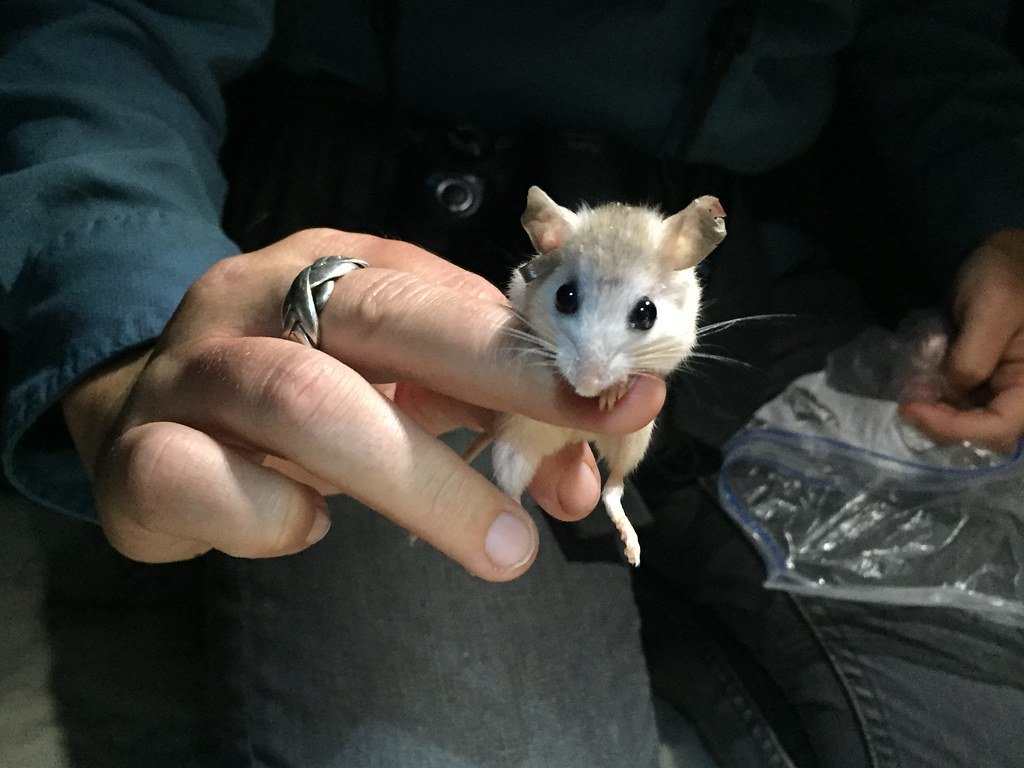 Why are beach mice endangered on Perdido Key in Florida?