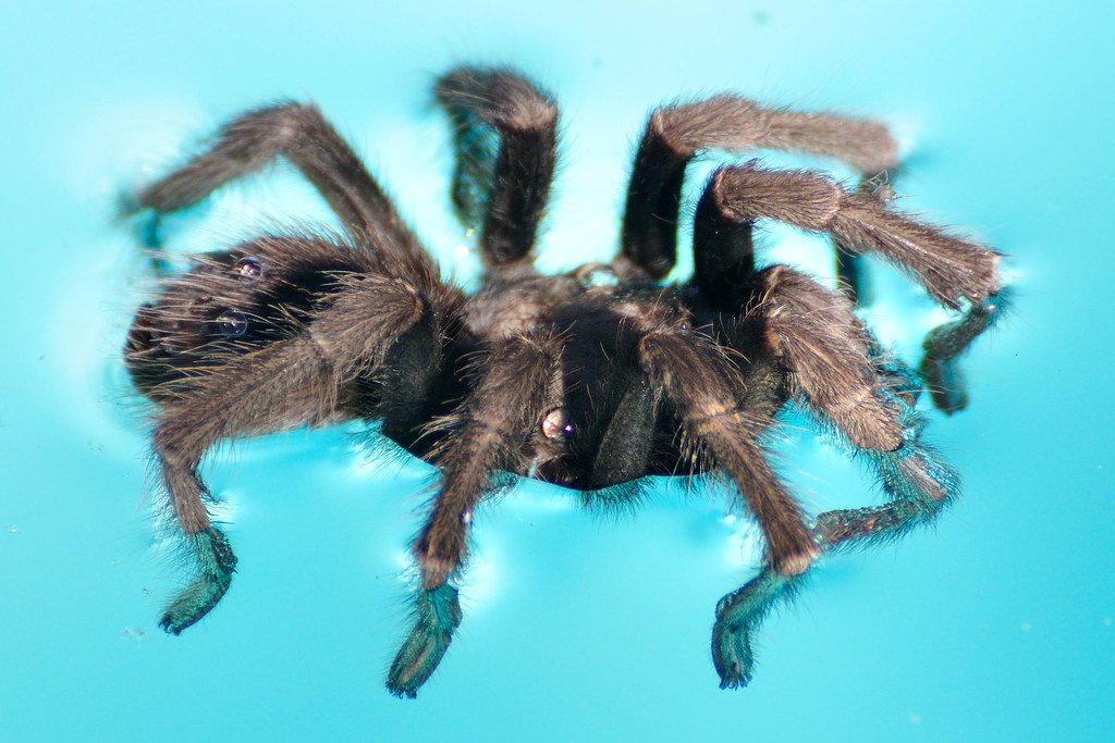 pink toe tarantula price