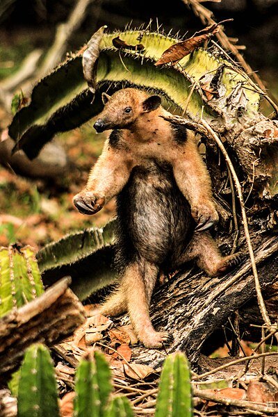 southern tamandua size