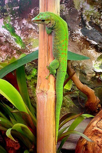 madagascar giant day gecko care