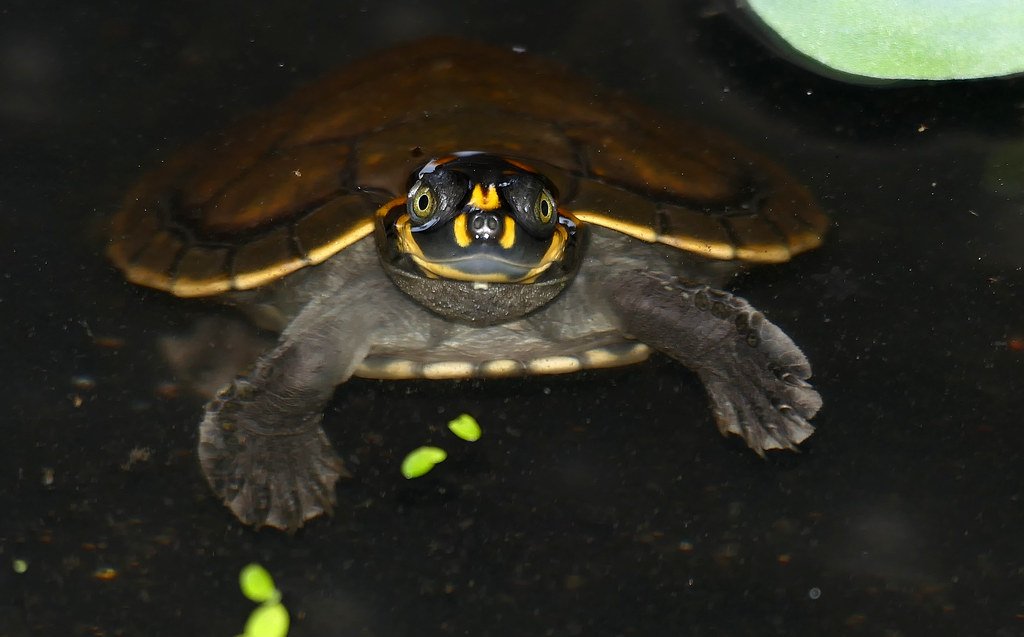 yellow spotted amazon river turtle for sale