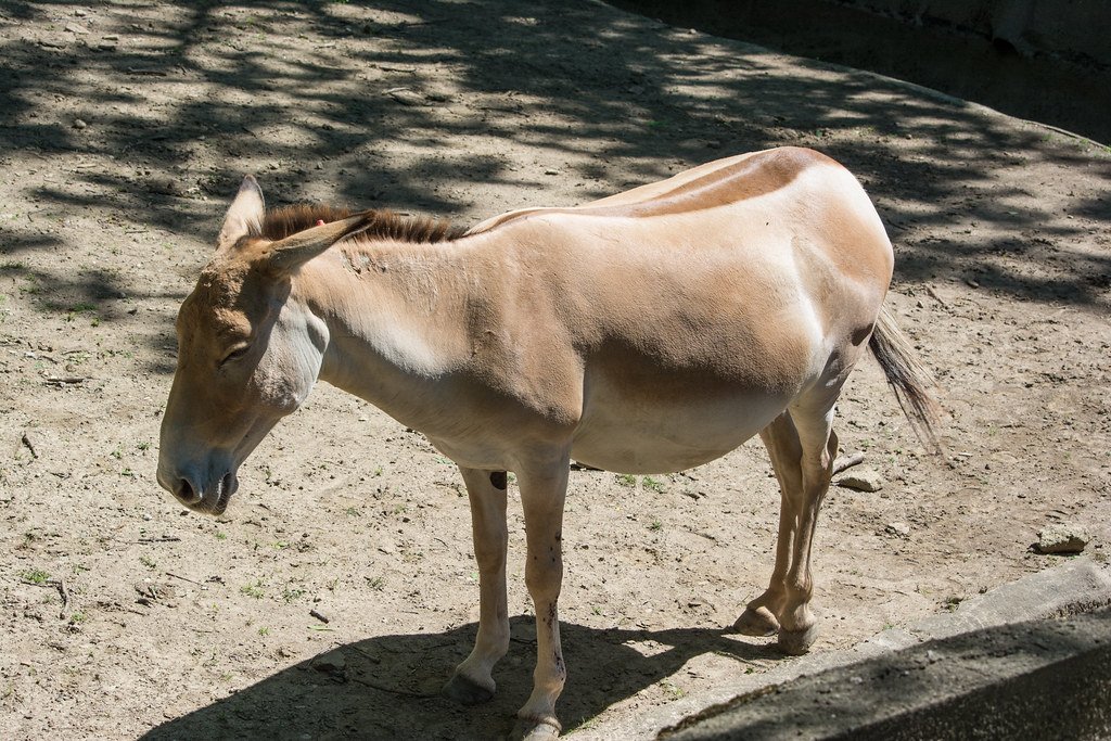 How many onager are left?