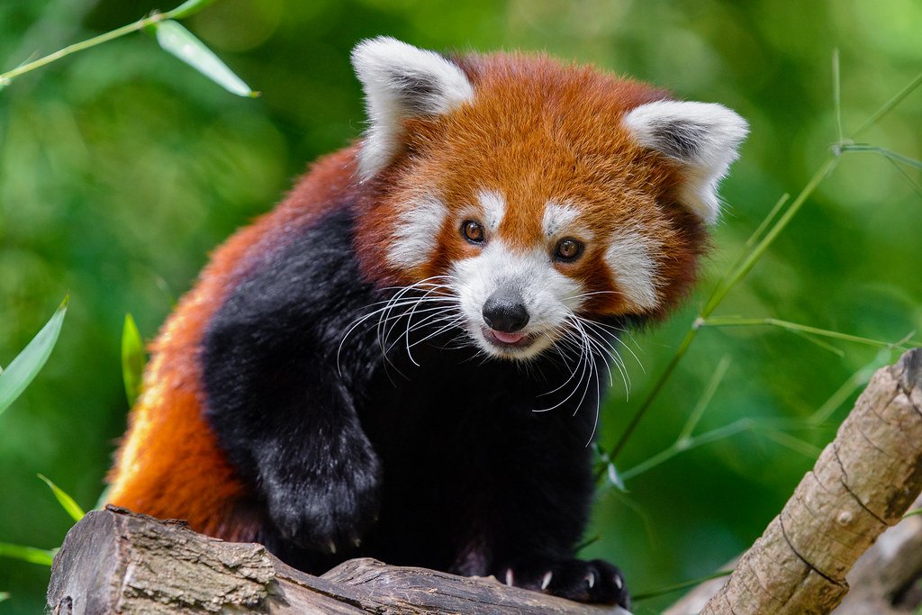Can red pandas be pets?