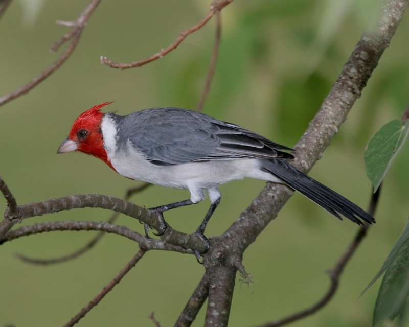 Where do red-crested cardinal live?
