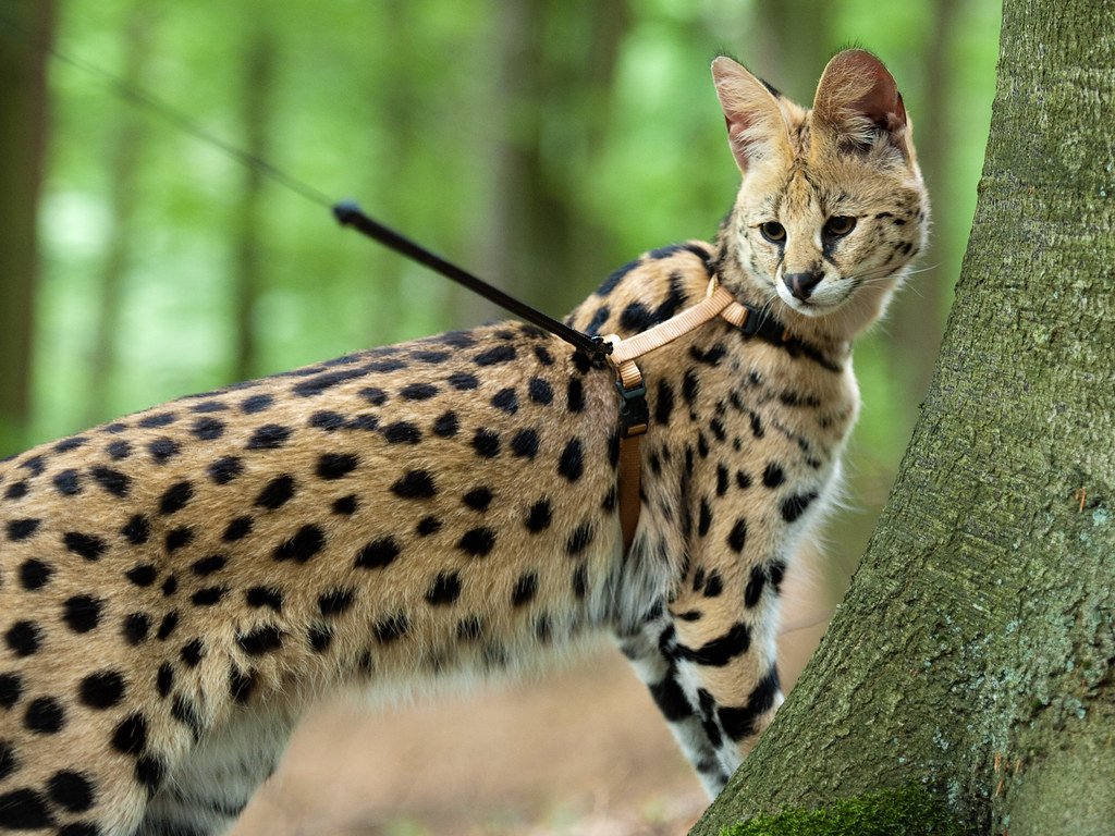 savannah cat f1