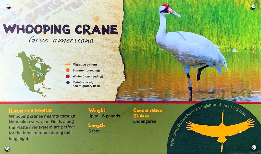 whooping crane facts