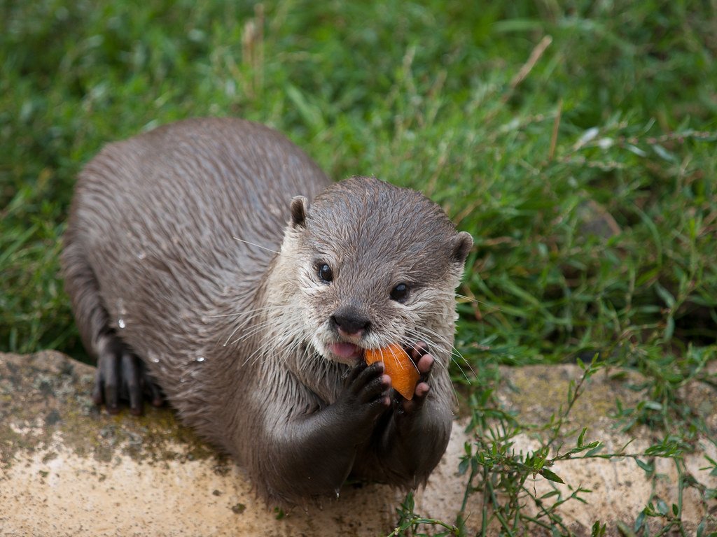 north american river otter diet