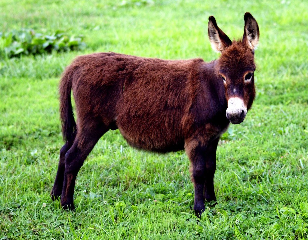 miniature donkey lifespan