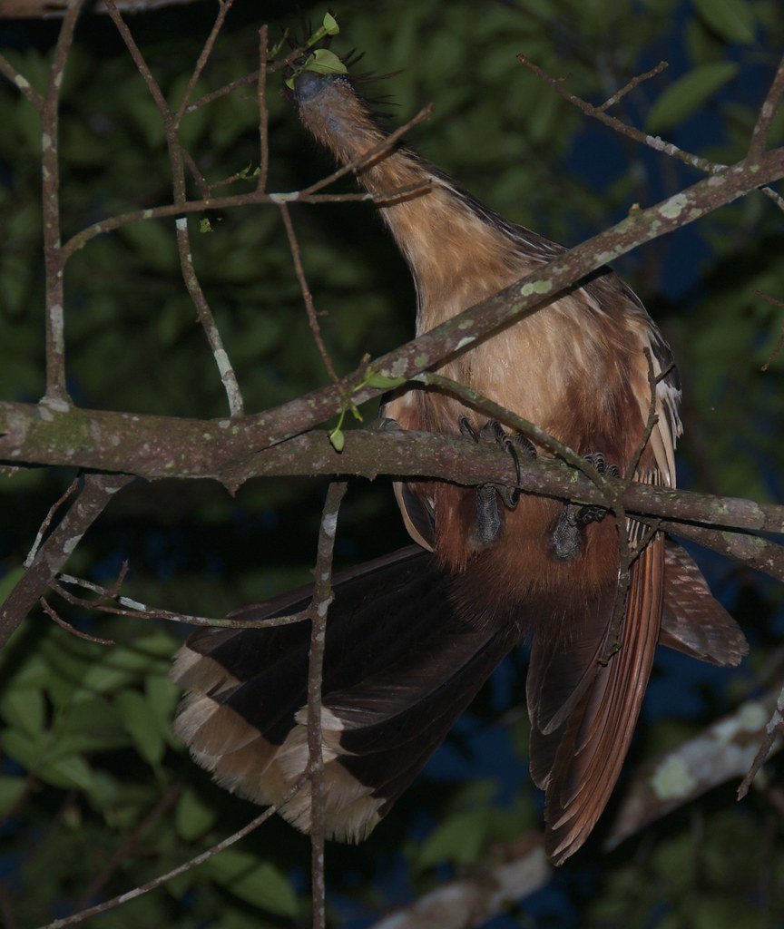 hoatzin diet