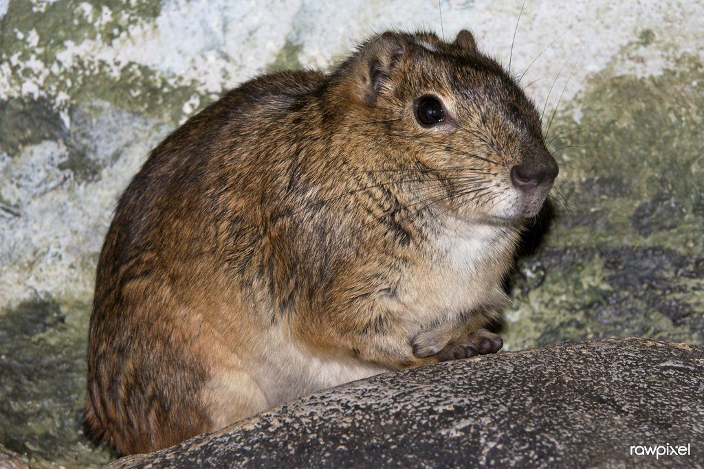 Physical Description Rock Cavy