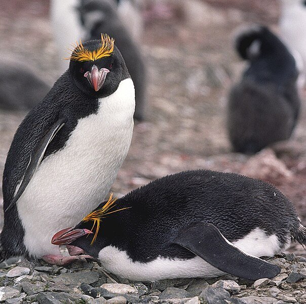 rockhopper penguin diet