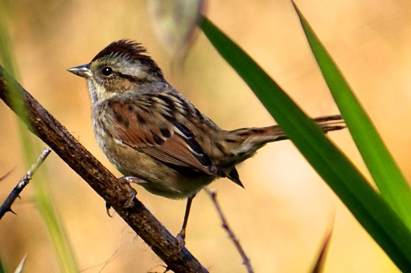 Do sparrows live in swamps?