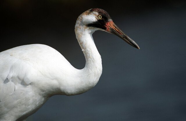Activities whooping cranes participate in