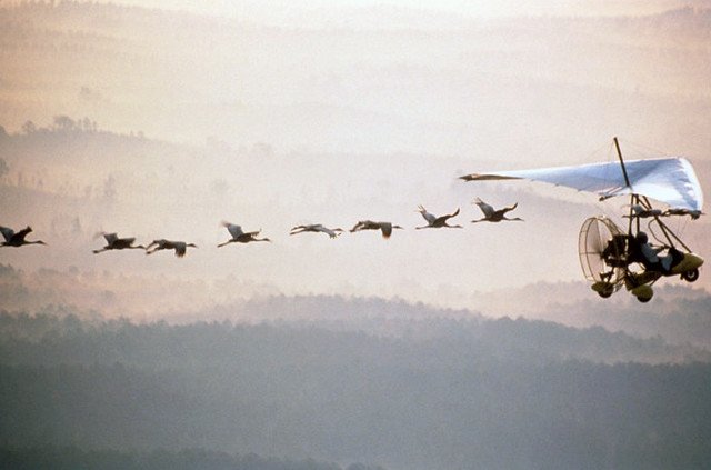 whooping crane migration