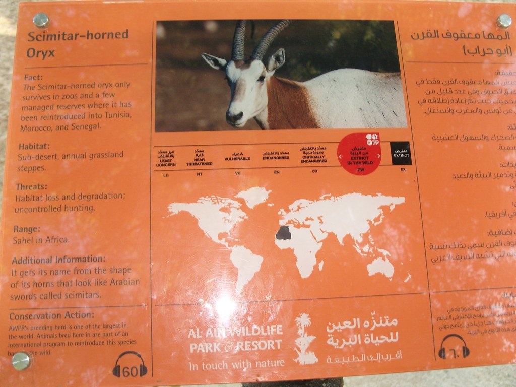 SCIMITAR-HORNED ORYX Reproduction and Development