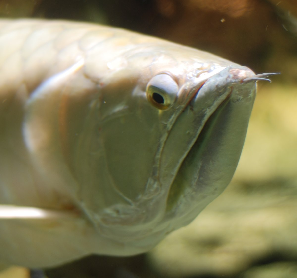 silver arowana food