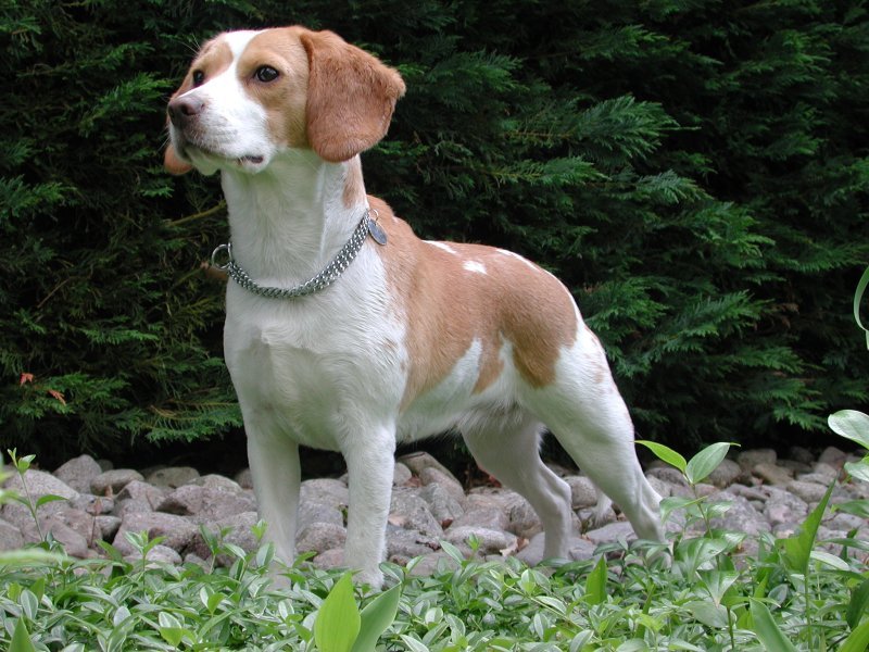Beagle dog Physical description 