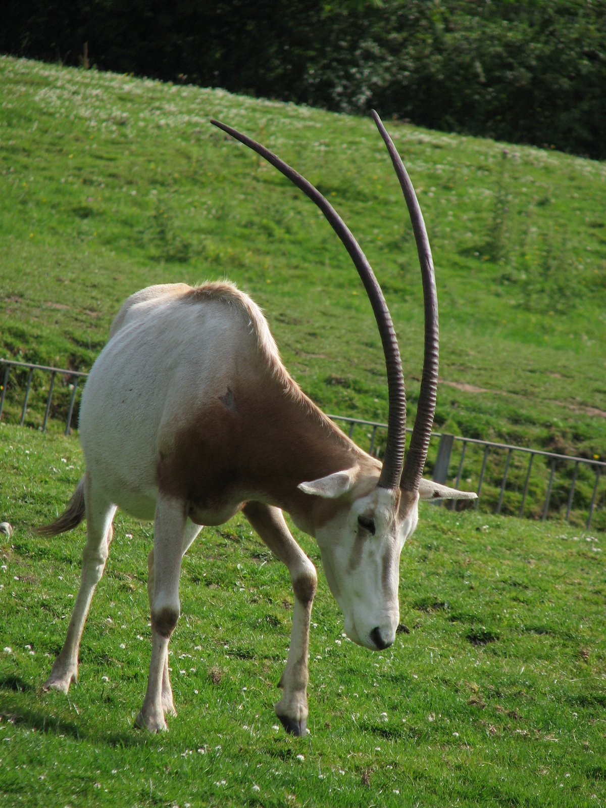 SCIMITAR-HORNED ORYX Physical Description